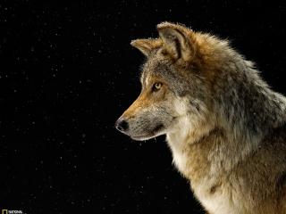 обои Мексиканский серый волк фото