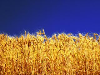 обои Колоски пшеницы фото