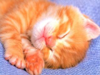 обои для рабочего стола: Спящий рыженький котенок