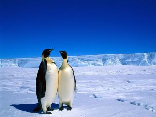 обои Пингвины в арктике фото