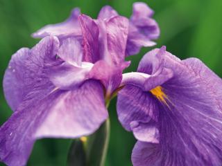 обои Красивое растение с фиолетовыми лепестками фото