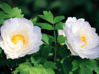 обои Белые цветки на кустах фото