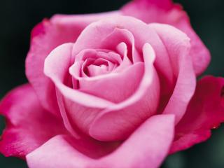 обои Нежно-розовый цветок розы фото