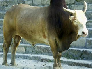 обои Индийский бык Нанди фото