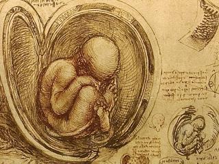обои для рабочего стола: Зарисовски плода человека Леонардо да Винчи