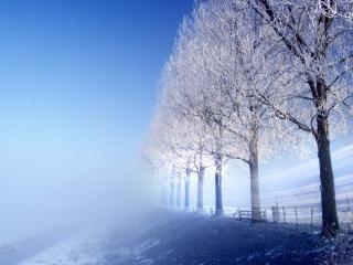 обои Стройный ряд деревьев в снегу фото