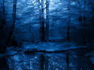 обои Вечер в зимнем лесу фото