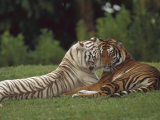 обои Два милующихся тигра на лугу фото