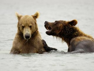 обои Медведь с медведицей в реке фото