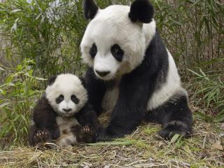 обои Панда с детёнышем на сене фото