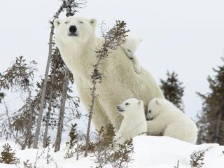 обои Белая медведица и её дети фото
