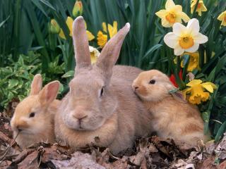 обои Кроличье семейство под кустом фото