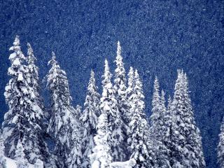 обои Густой снегопад над группой ёлок фото