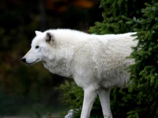 обои Белый волк под елкой фото
