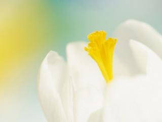 обои Белоснежный цветок с желтым пестиком фото