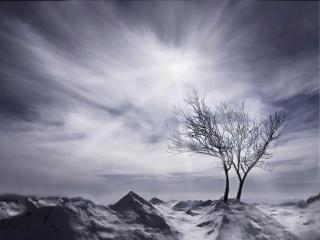 обои Два деревца в пустынном пейзаже зимы фото