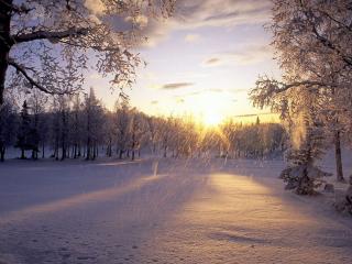 обои Лёгкий снегопад в зимнем лесу фото