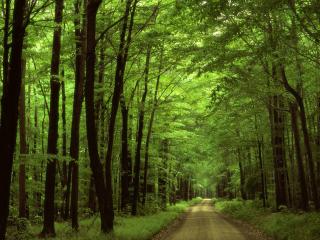 обои Фантастическая дорога через зелёный лес фото