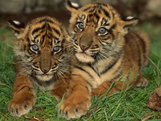 обои Два маленьких тигрёнка на траве фото