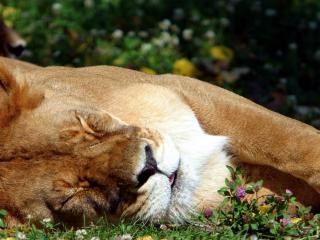 обои Лев спит фото