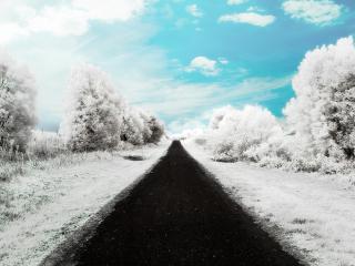 обои Дорога по снежному лесу фото