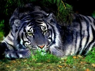 обои Белый тигр на траве под деревом фото