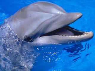 обои Добрый дельфин фото