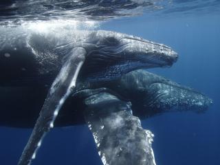 обои Два кита плывут вместе фото
