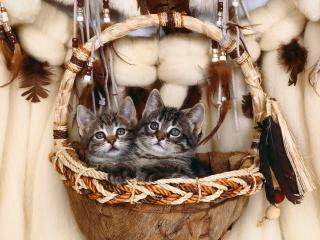 обои Котята в корзинке фото