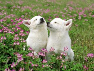 обои Замечательные белые щеночки фото