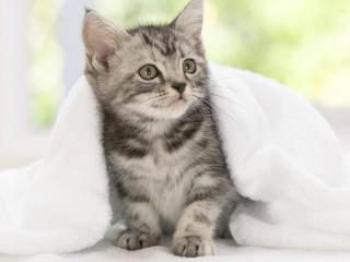 обои Серый котеночек в полотенце фото