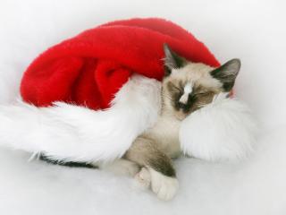 обои Котик спит в шапке Деда Мороза фото