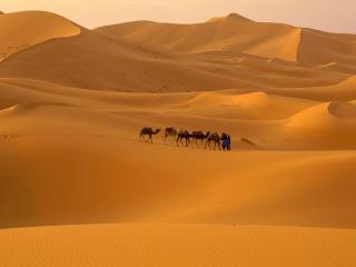 обои Пустыня Сахара фото