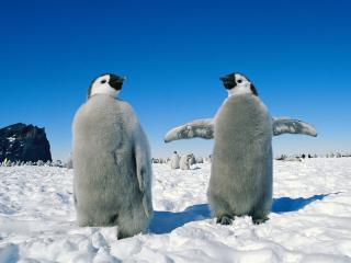 обои Два пингвина машут крыльями фото