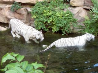 обои Белые тигры в воде фото