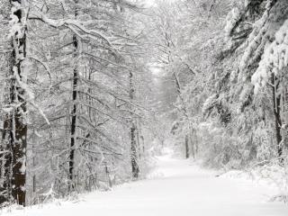 обои Снежная дорожка между деревьями фото