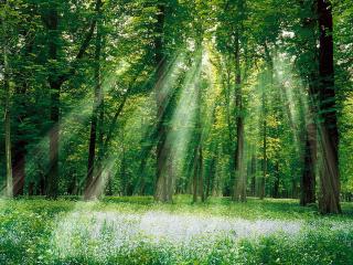 обои Солнечные лучи в лесной чаще фото