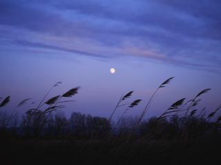 обои Луна на ночном небе фото