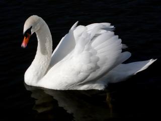 обои Белый лебедь в темной воде фото