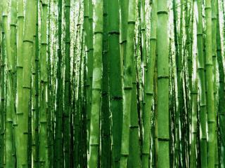 обои Густая зеленая бамбуковая роща фото