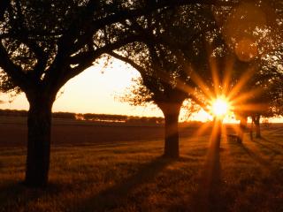 обои Вечернее солнце пробивается сквозь листву деревьев фото