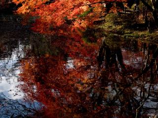 обои Отражение осеннего дерева в небольшой речушке фото