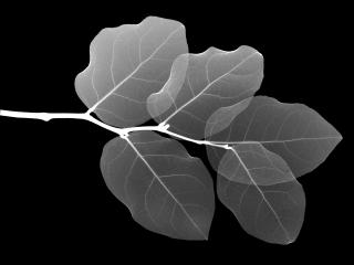обои Прозрачные листья на черном фоне фото