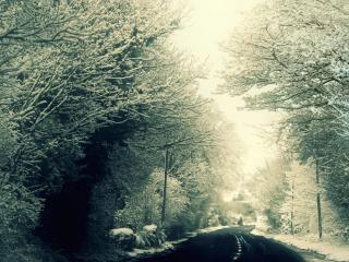 обои Зимняя дорога среди деревьев фото