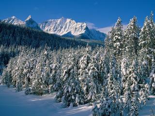 обои Снежный лес на фоне горы фото