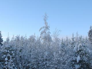 обои Морозный день - елки в снегу фото