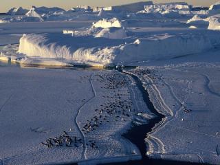 обои Антарктида, вид с воздуха на группу пингвинов фото