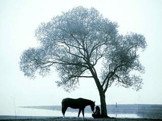 обои Девушка с лошадкой под деревом фото