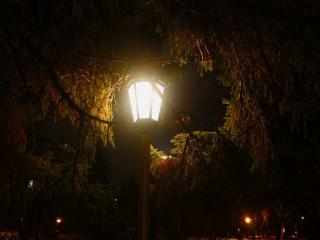 обои Свет фонаря в еловых ветках фото
