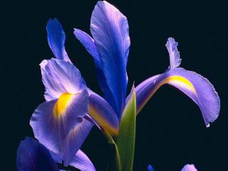 обои Цветок синий фото